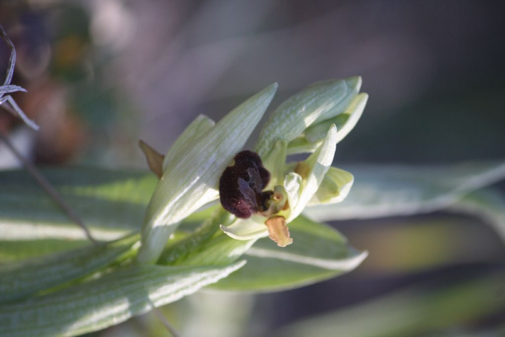 ophrys sphegodes classica